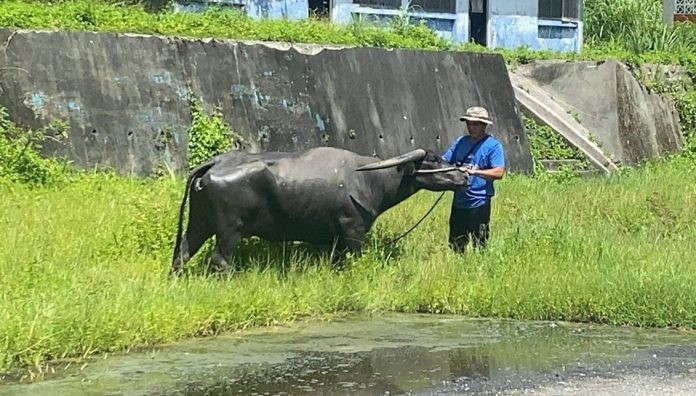 新北大漢溪,牛群遷居,台東,消暑樂逍遙