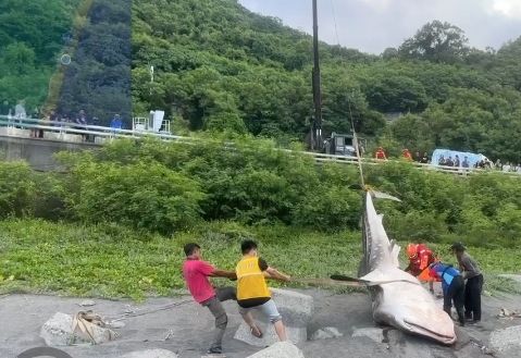 大竹岸際發現鯨豚擱淺  後續進行解剖、採樣及研究