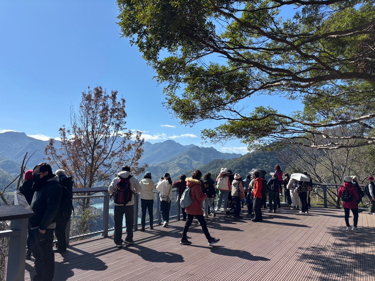 桃園復興區角板山行館園區梅花盛開把握最佳賞花期限