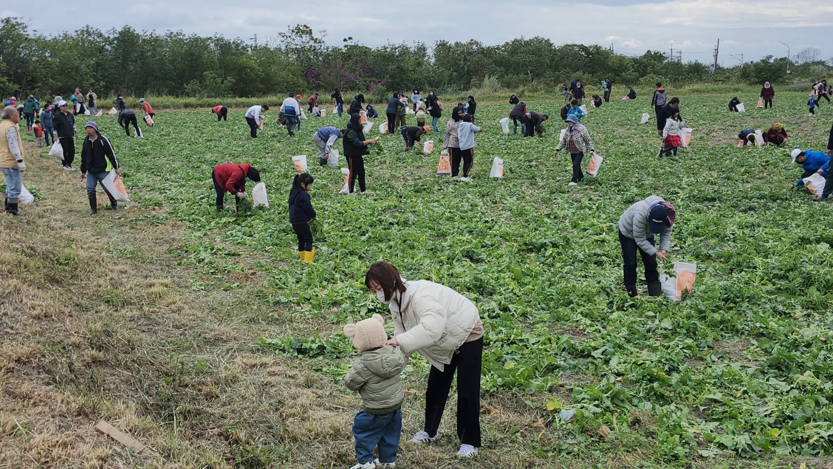 蘿蔔拔採體驗活動    台東地區農會「拔得好彩頭」響應食農教育