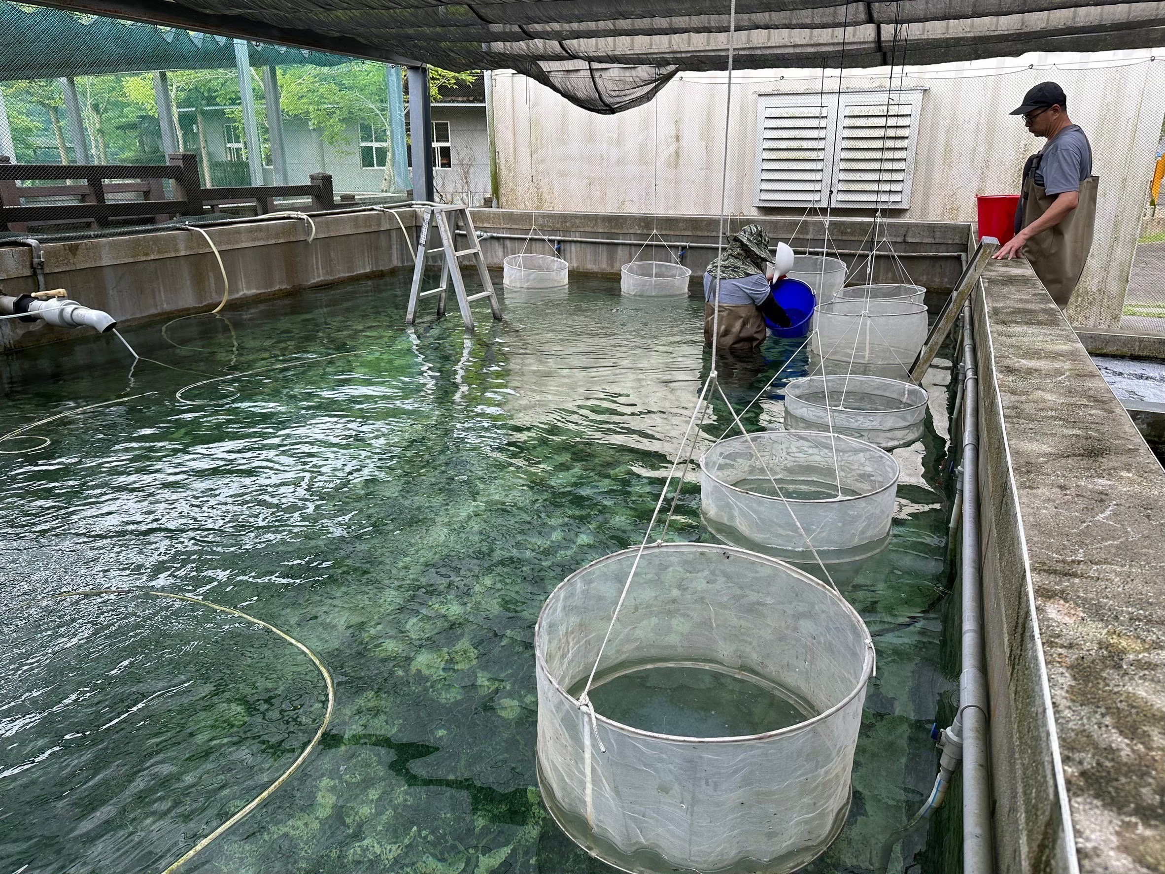 花蓮縣水產培育所提供優質在地魚苗來源 3月1日起開放申請114年度魚苗配售