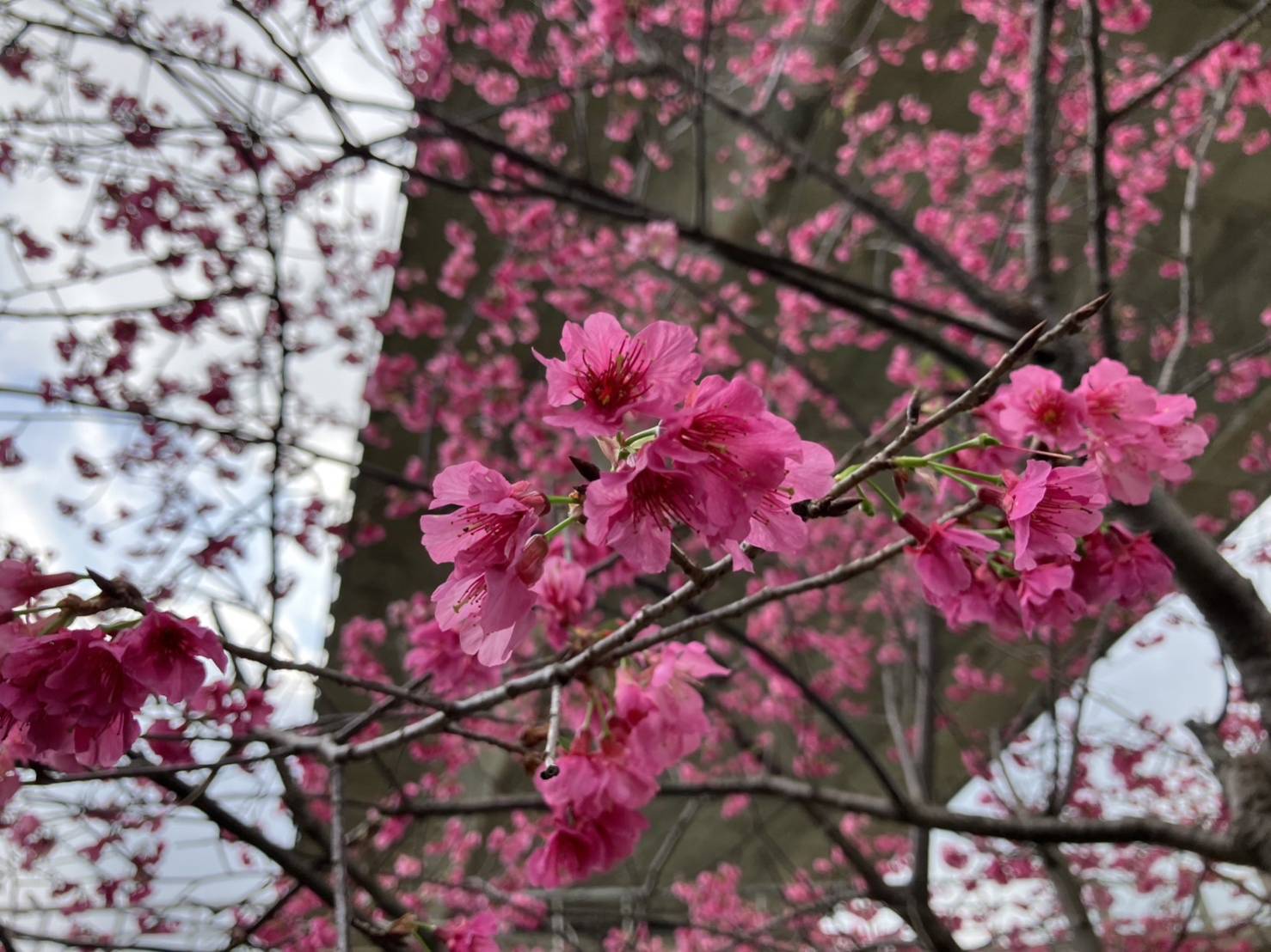 114年度竹東親子健行賞櫻趣 2月22日一起搞浪漫!